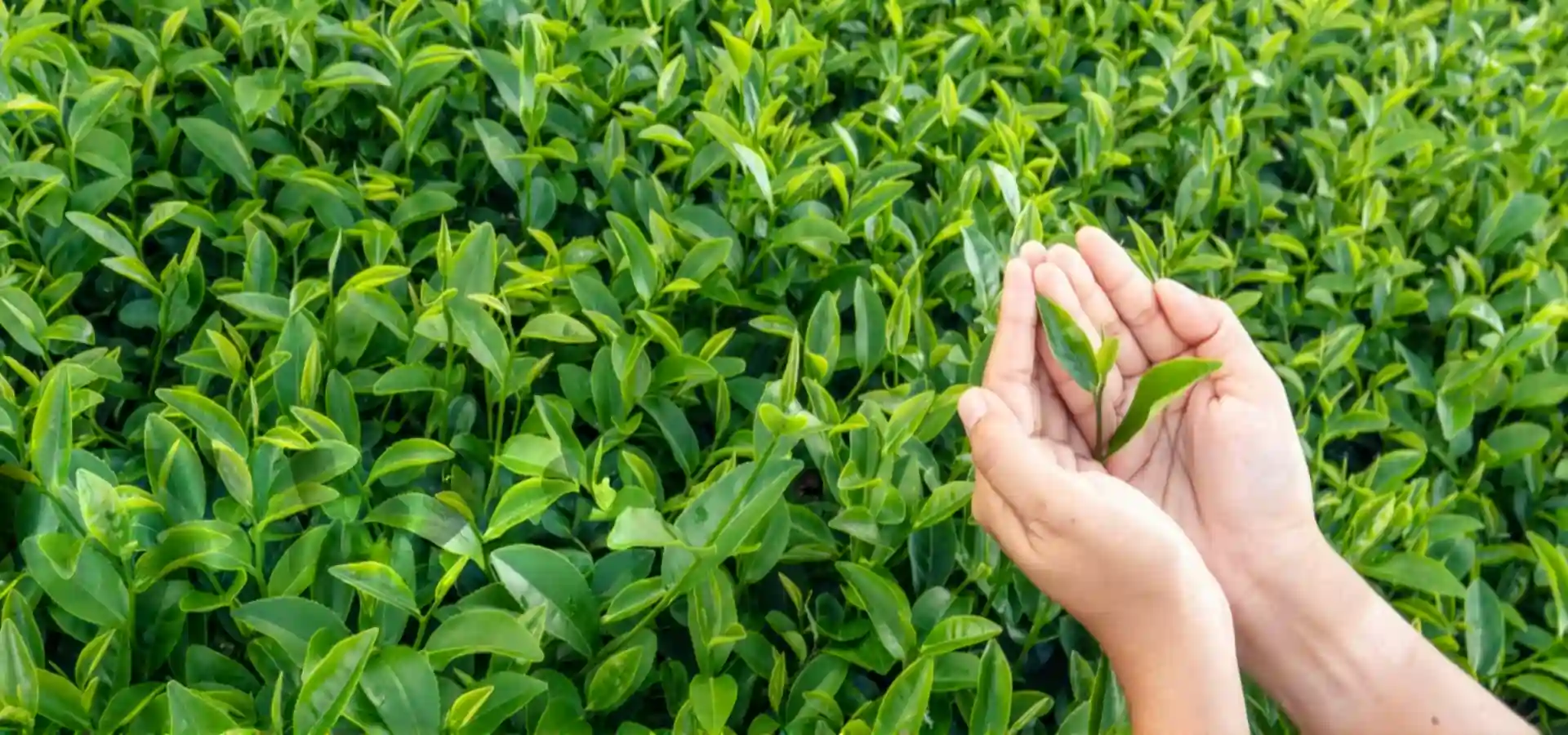 Tea Leaves in Hand Banner